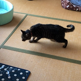 レオとみかんれもんの画像