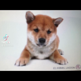 チロと共に､､､これからも♡の画像