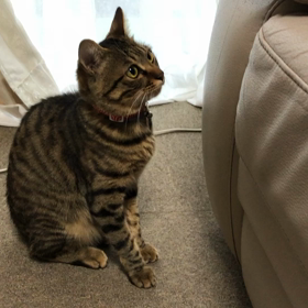 チロが怒るの画像
