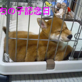 チロのうちの子記念日の画像