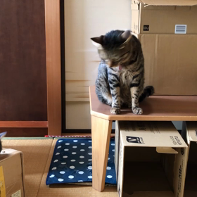 猫パンチの画像