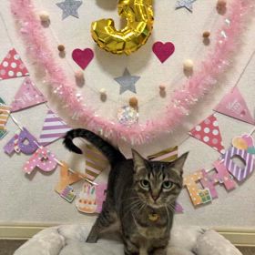 みかんれもん３才になりました‼️そして最近の我が家 の画像