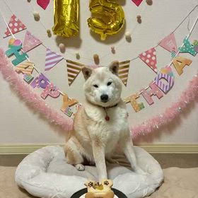 チロの誕生日とレオの命日の画像