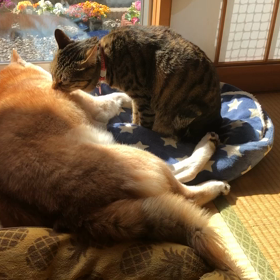 グルーミング❣️の画像