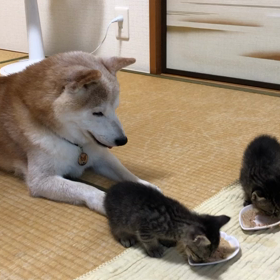 ”レオのご飯を食べたいチロ”  ←3年前の記事の画像