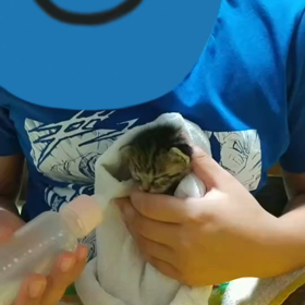 子猫ちゃんの画像