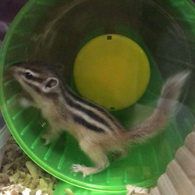 初めてのクルクルの画像