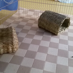 初　動くぽんちゃんの画像