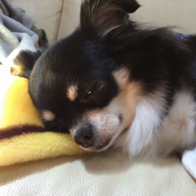 ウトウトの画像
