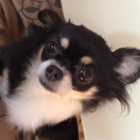 甘えるもも動画の画像