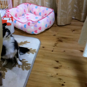 あんよがじょうず〜♪の画像