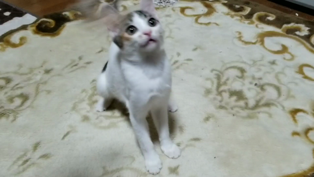 ラカちゃん、１周年ですの記事動画