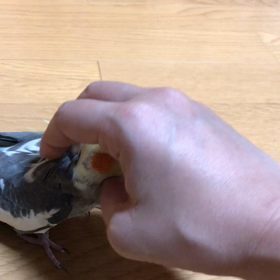 オカメインコの画像
