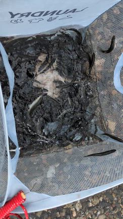 小鮎？稚鮎？琵琶湖の支流への記事動画