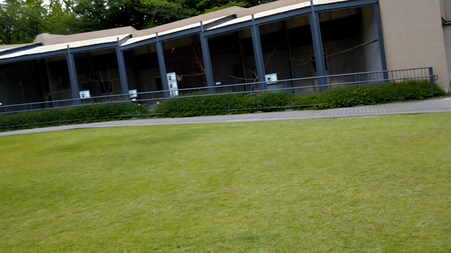 朝から散歩の記事動画