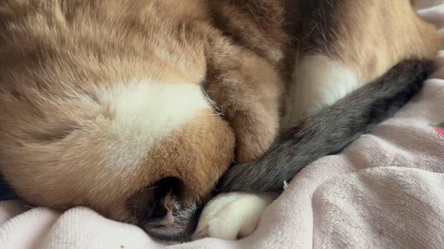 ボコられたワケじゃないから。の記事動画