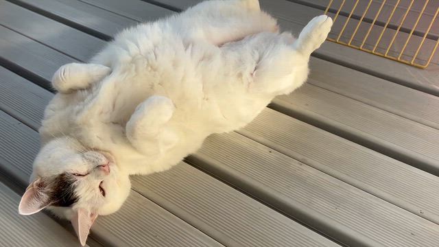 必死なんです。の記事動画