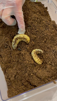 カブトムシの幼虫の記事動画