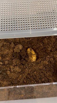 カブトムシの幼虫の記事動画