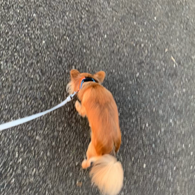 お散歩の画像