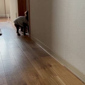 まるで雄叫び…の画像