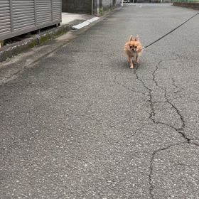 お散歩の画像