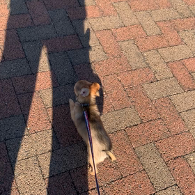 お散歩の画像