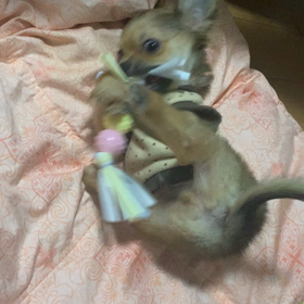 猛獣の画像