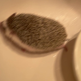 はり丸のお風呂の画像