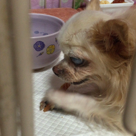1週間ぶりに　食べてくれた。。。の画像