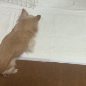 レオちゃん徘徊？の画像
