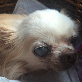 お薬が効いてない。の画像