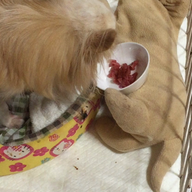 レオちゃんが食べた。　レオちゃんが立った。の画像