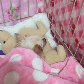 レオちゃん　点滴25㏄ってすくないんだよね～の画像