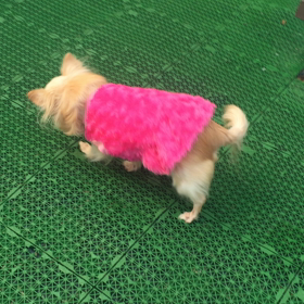お庭でレオちゃんの画像