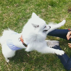 ガウガウごっこの画像