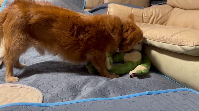 オモチャで遊ぶチワックスのうな君の記事動画