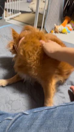 闘病中のマザコンうな君の記事動画