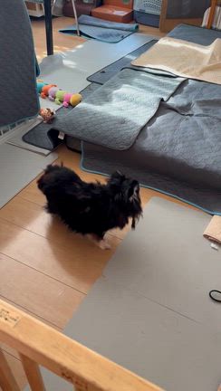 こえびの初トリミングの記事動画