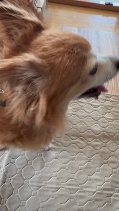 オモチャ大好き、膀胱癌と生きるの記事動画
