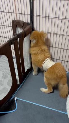しょうへいの異変の記事動画