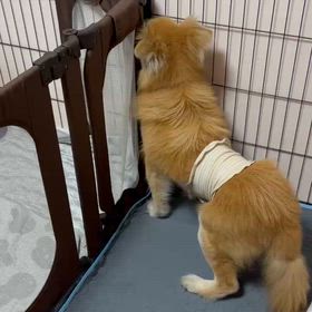しょうへいの異変のサムネイル画像
