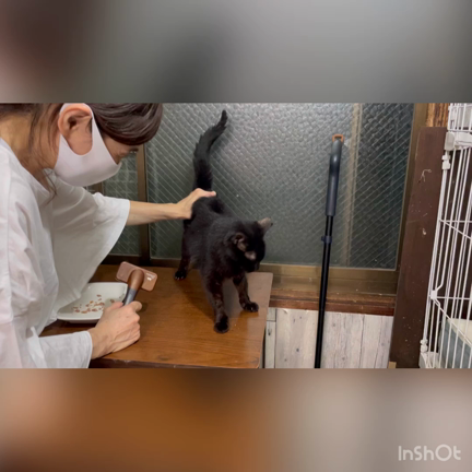 エリザベスが眠る様に逝きました。の記事動画