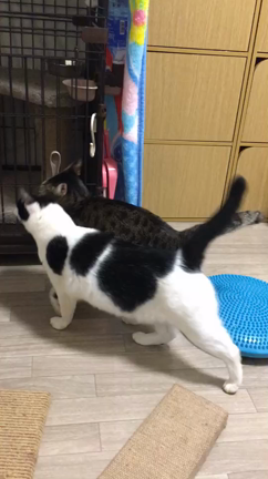 残念なお知らせの記事動画