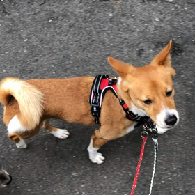 つばきのお散歩の事の画像