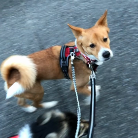 つばきが来て５日間の様子の画像