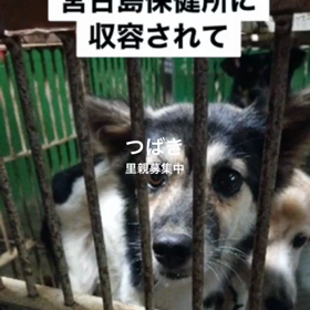 つばきの紹介動画の画像