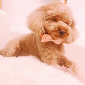 おやすみ犬♡の画像