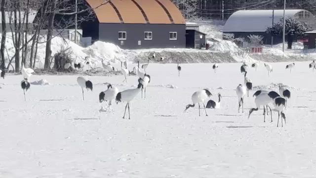 釧路旅行　丹頂鶴の鳴き声　④の記事動画