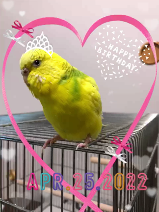 セキセイインコの暖(のん)誕生日　6才の記事動画
